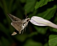 carolina sphinx on midden glory 2.jpg